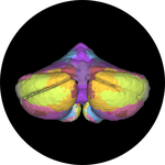 How to localize functions in the cerebellum