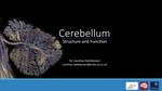 Cerebellum